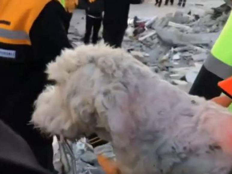 Así fue el impresionante rescate de un perrito entre los escombros cuatro días después del terremoto en Turquía