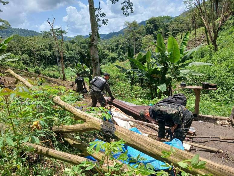 Invadidas, deforestadas o con cultivos prohibidos están varias zonas protegidas