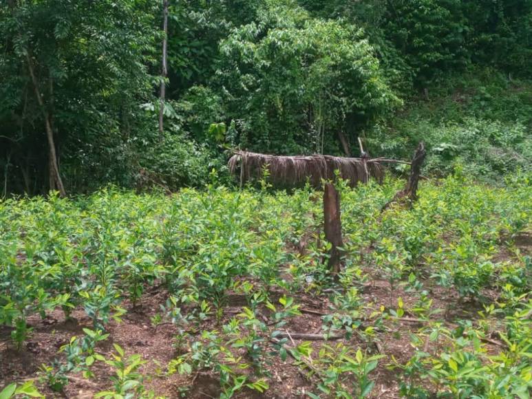 Casi un millón de plantas de cocaína entre lo asegurado por la Policía en diferentes comunidades de Colón