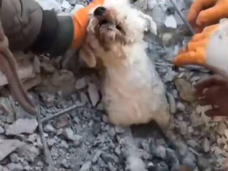 Así fue el impresionante rescate de un perrito entre los escombros cuatro días después del terremoto en Turquía