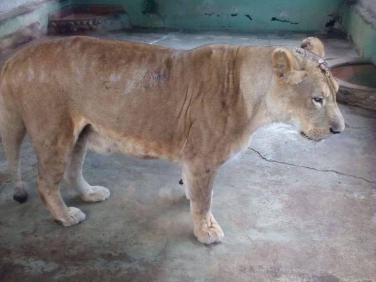 Divulgan imágenes de la realidad de los animales en Zoológico Joya Grande; OABI desmiente descuido