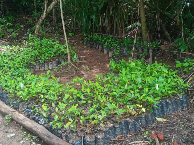 Casi un millón de plantas de cocaína entre lo asegurado por la Policía en diferentes comunidades de Colón