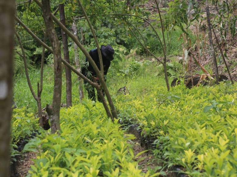 Así desmantelaron narcolaboratorio y plantación de coca en Colón (Fotos)