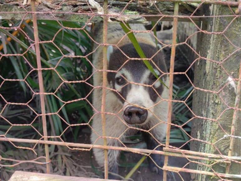 Tras controvertido cierre, Zoológico Joya Grande reabre sus puertas