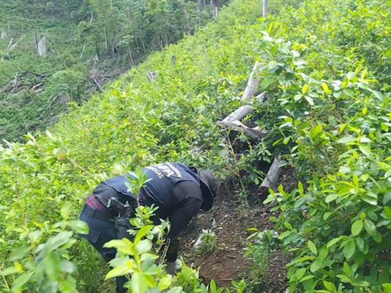 Extensa plantación, dos viveros y un narcolaboratorio asegurados en Colón