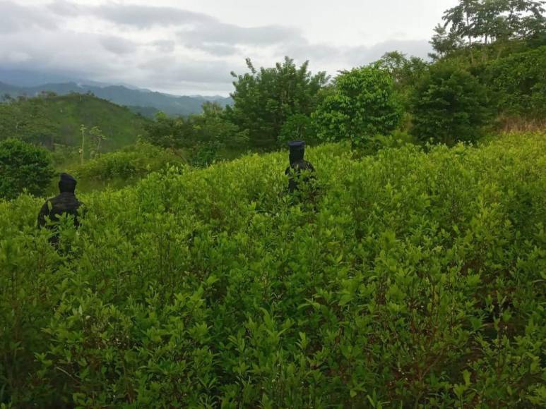 Casi un millón de plantas de cocaína entre lo asegurado por la Policía en diferentes comunidades de Colón