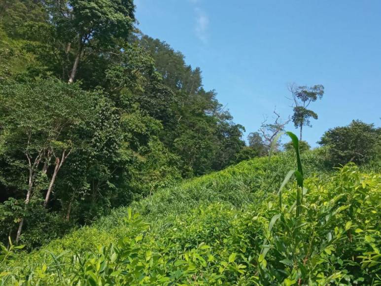 Casi un millón de plantas de cocaína entre lo asegurado por la Policía en diferentes comunidades de Colón