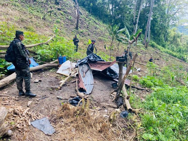 Invadidas, deforestadas o con cultivos prohibidos están varias zonas protegidas