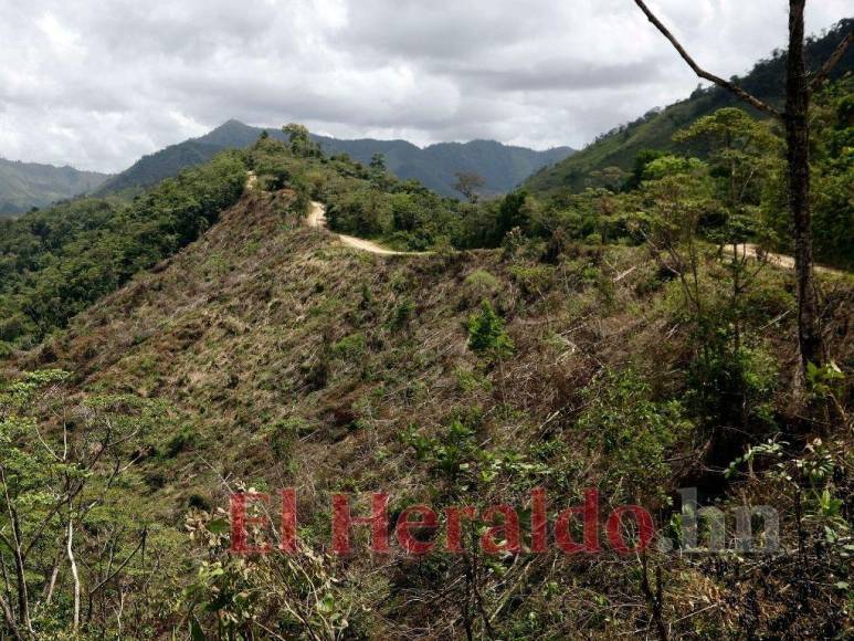 Destrucción, amenazas, ranchos y ganado: Así se maneja la tierra en la Biósfera del Río Platano