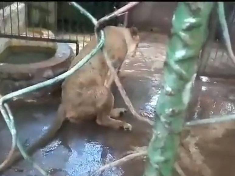 Divulgan imágenes de la realidad de los animales en Zoológico Joya Grande; OABI desmiente descuido