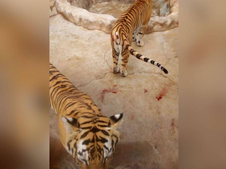 Divulgan imágenes de la realidad de los animales en Zoológico Joya Grande; OABI desmiente descuido