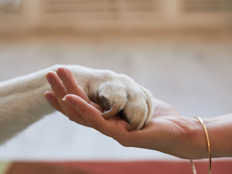 ¿Cómo funcionará el microchip que el gobierno planea colocar a las mascotas en Honduras?