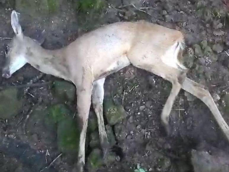 Divulgan imágenes de la realidad de los animales en Zoológico Joya Grande; OABI desmiente descuido