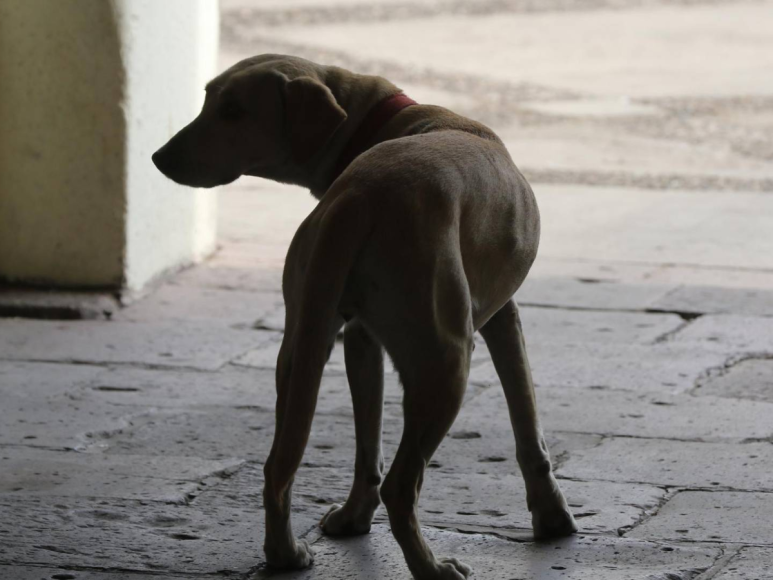 ¿Cómo funcionará el microchip que el gobierno planea colocar a las mascotas en Honduras?