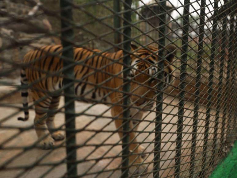 Así son los tigres y leones que serían sacrificados por falta de alimentos en Joya Grande