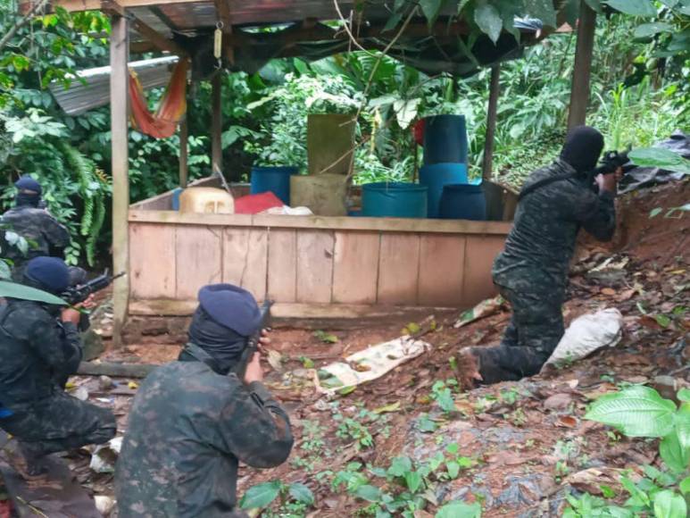 Casi un millón de plantas de cocaína entre lo asegurado por la Policía en diferentes comunidades de Colón