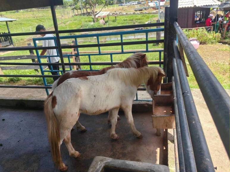 Tras controvertido cierre, Zoológico Joya Grande reabre sus puertas