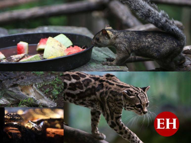 Desde felinos salvajes hasta aves exóticas: un recorrido por la fauna del zoológico Rosy Walther