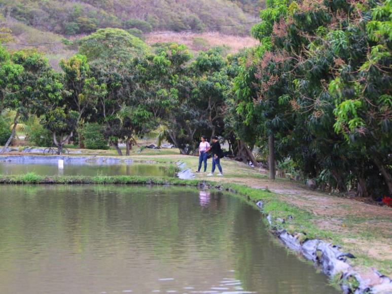 Adrenalina y ambiente familiar: así es la increíble experiencia al visitar el Laberinto de Cipreses en Comayagua