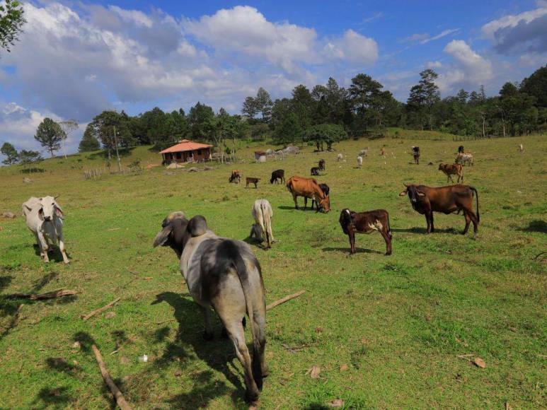 Divulgan imágenes de la realidad de los animales en Zoológico Joya Grande; OABI desmiente descuido