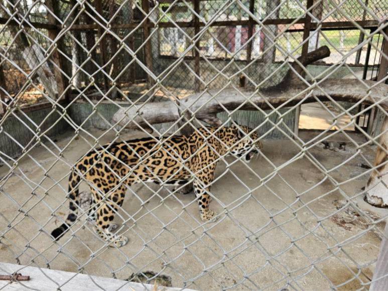 ¿En qué condiciones se encontraban los animales rescatados en Joya Grande?