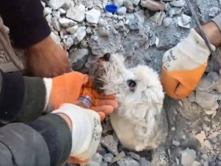 Así fue el impresionante rescate de un perrito entre los escombros cuatro días después del terremoto en Turquía