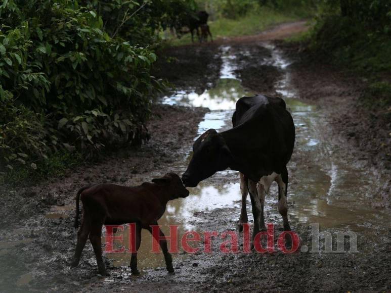 Destrucción, amenazas, ranchos y ganado: Así se maneja la tierra en la Biósfera del Río Platano