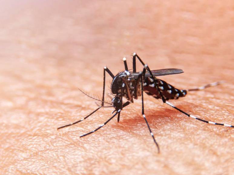 Prevenciones que los hondureños deben tomar para evitar el contagio del dengue