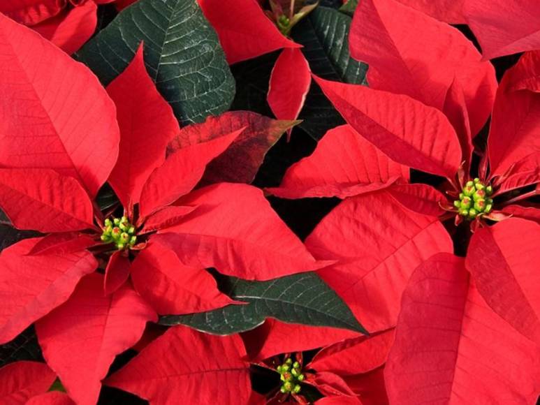 ¿Poinsettia? ¿Nochebuena? o ¿Pascuas? La flor símbolo de la Navidad