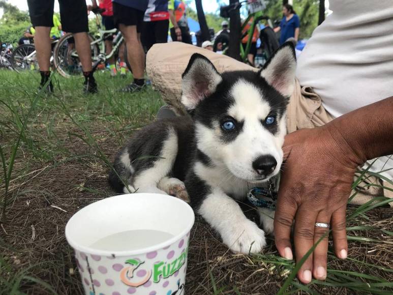 Las mascotas también formaron parte de la Vuelta Ciclística 2023