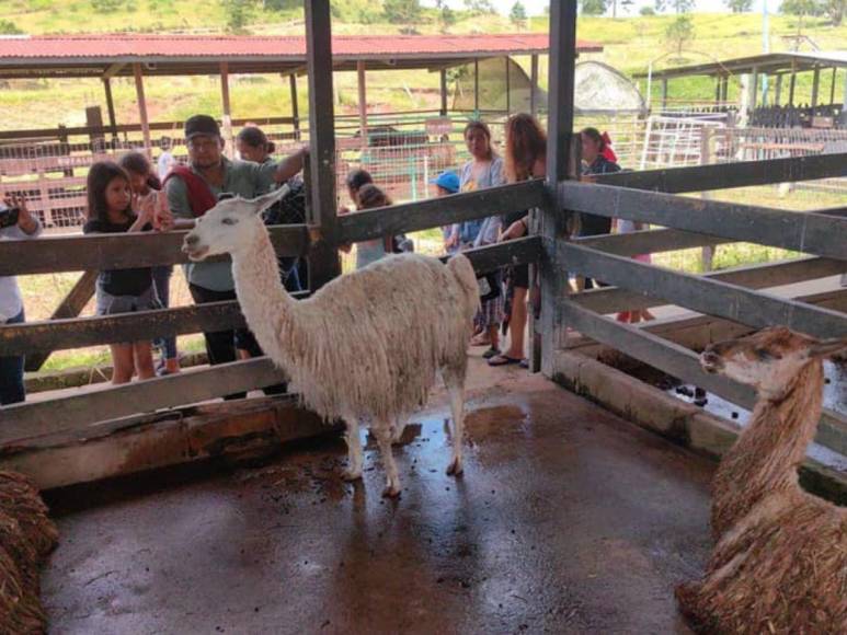 Tras controvertido cierre, Zoológico Joya Grande reabre sus puertas