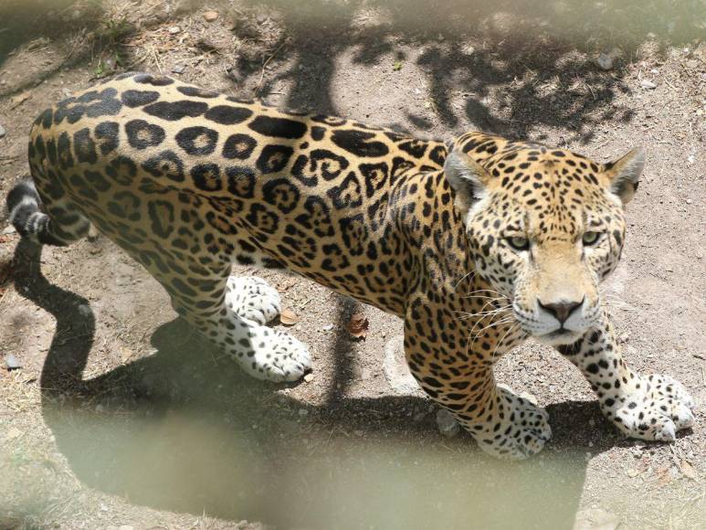 Estos son los felinos y aves que están en recuperación para ser liberados