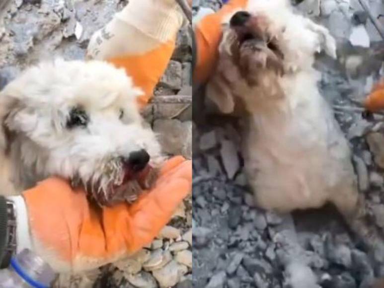 Así fue el impresionante rescate de un perrito entre los escombros cuatro días después del terremoto en Turquía