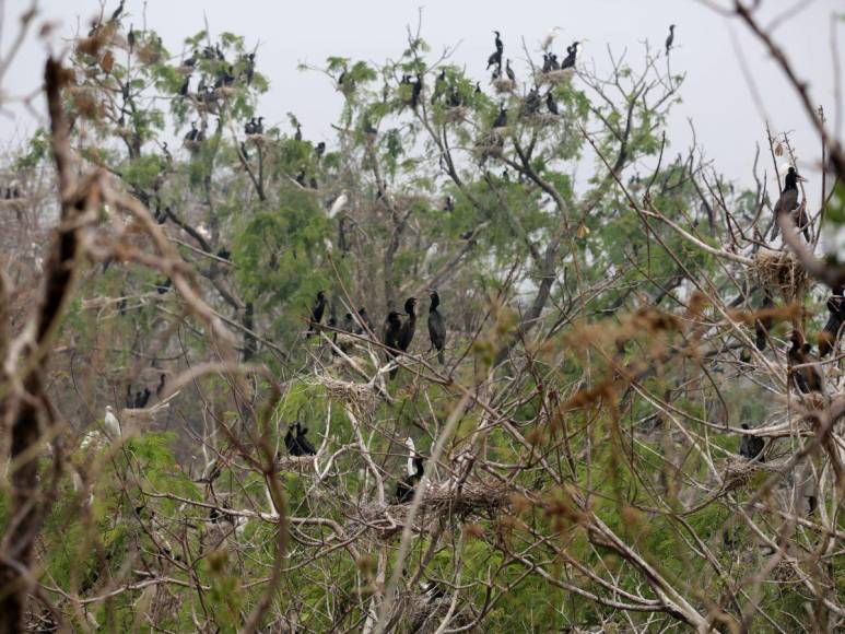 Así es la “isla de patos” que están devorando los peces y afectando a pescadores en la represa ‘El Cajón’