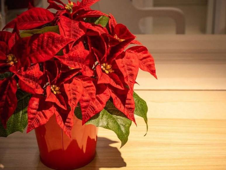 ¿Poinsettia? ¿Nochebuena? o ¿Pascuas? La flor símbolo de la Navidad