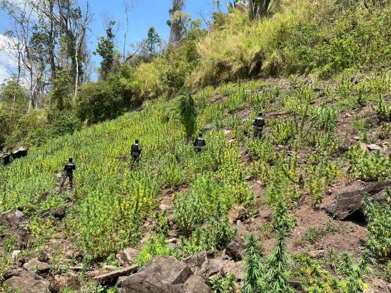 Aseguran casi medio millón de arbustos de cocaína en Olancho y Colón