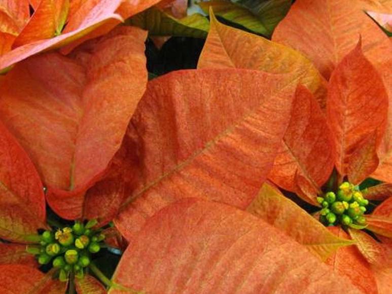 ¿Poinsettia? ¿Nochebuena? o ¿Pascuas? La flor símbolo de la Navidad