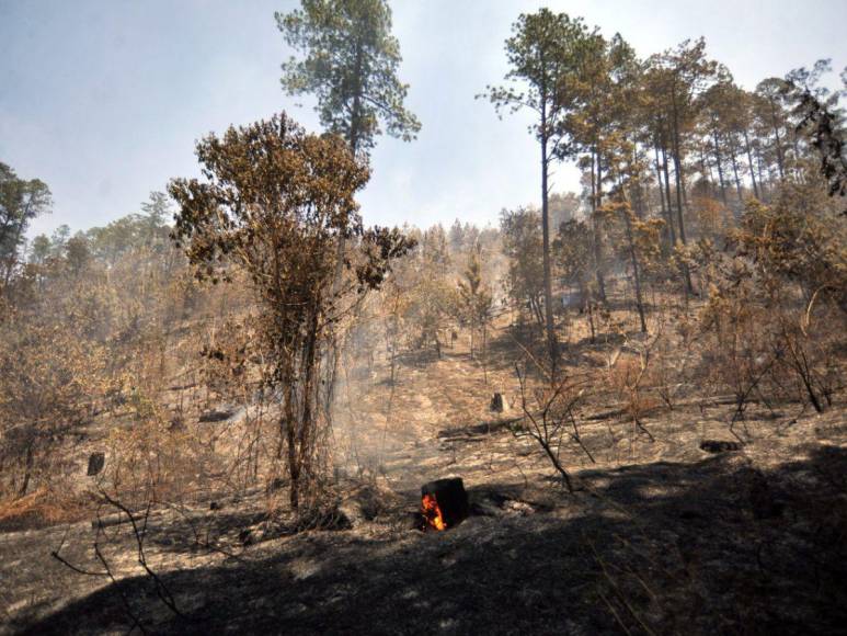 Desolación y aire contaminado en la capital dejan incendios forestales en La Tigra