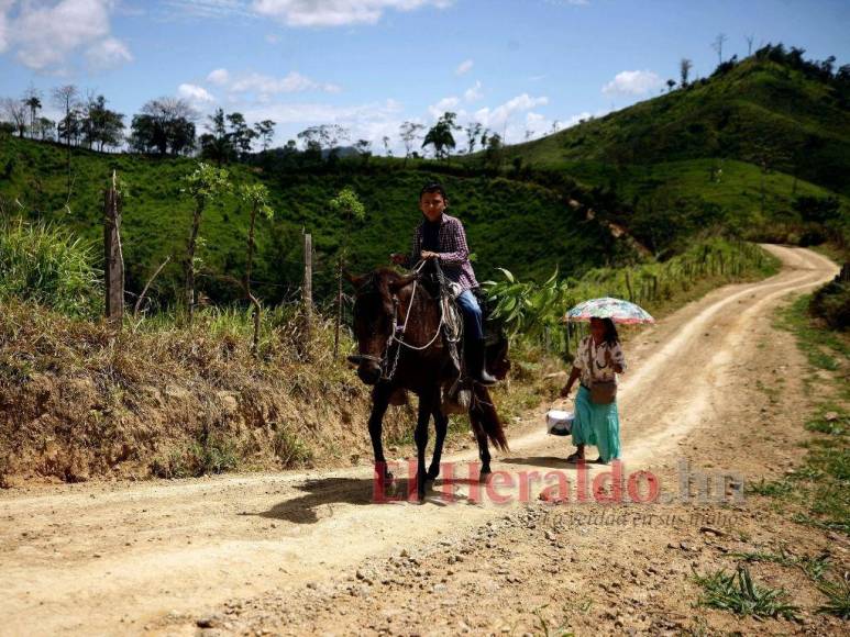 Biósfera del Río Plátano: 100 kilómetros de una carretera ilegal que amenaza un pulmón mundial