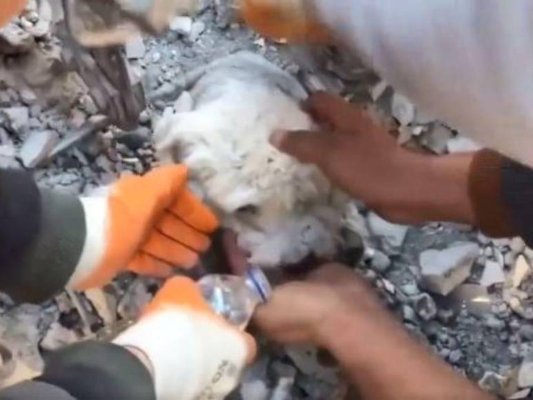 Así fue el impresionante rescate de un perrito entre los escombros cuatro días después del terremoto en Turquía