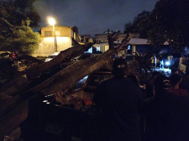 Enorme árbol cae y destruye varios vehículos en colonia Kennedy