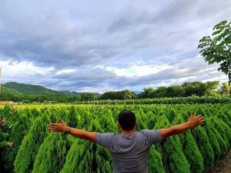 Laberinto de Cipreses, el nuevo atractivo turístico que es sensación en Comayagua