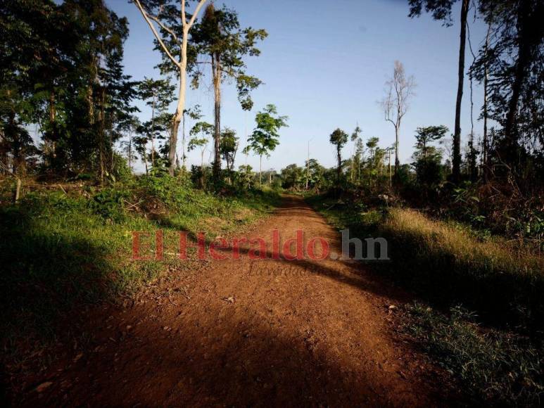 Biósfera del Río Plátano: 100 kilómetros de una carretera ilegal que amenaza un pulmón mundial