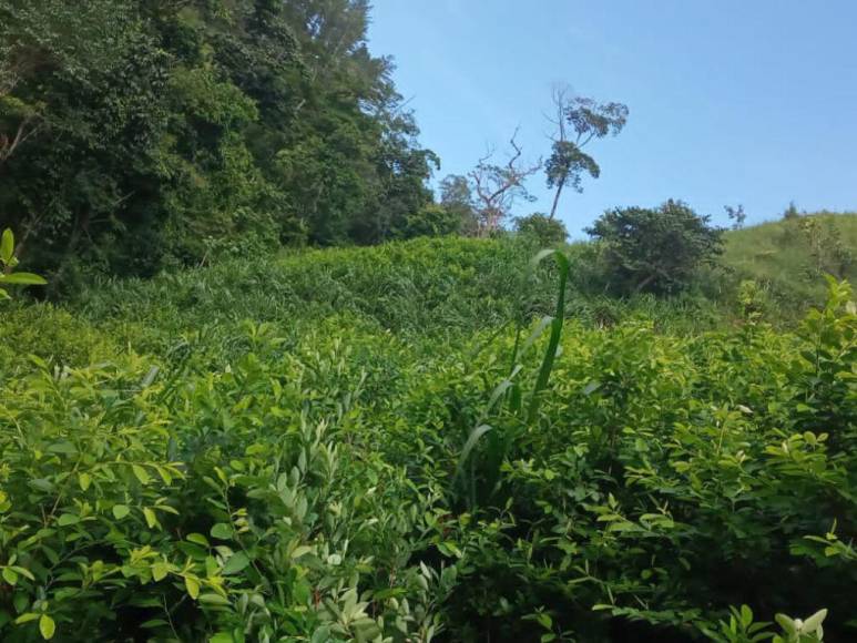 Casi un millón de plantas de cocaína entre lo asegurado por la Policía en diferentes comunidades de Colón