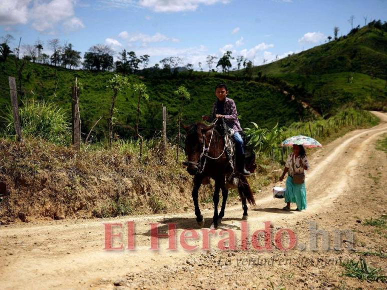 Destrucción, amenazas, ranchos y ganado: Así se maneja la tierra en la Biósfera del Río Platano