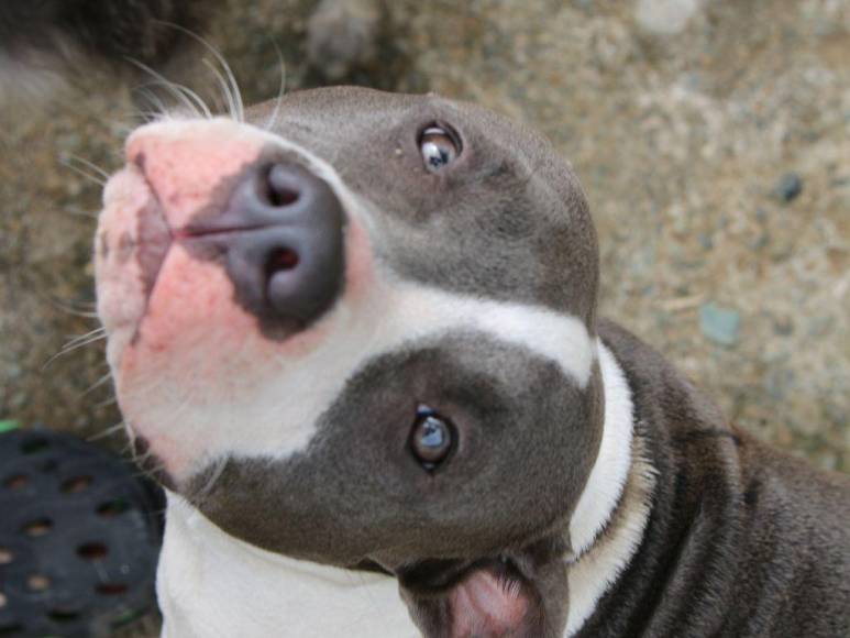 Los 15 datos que debes conocer sobre los pitbulls