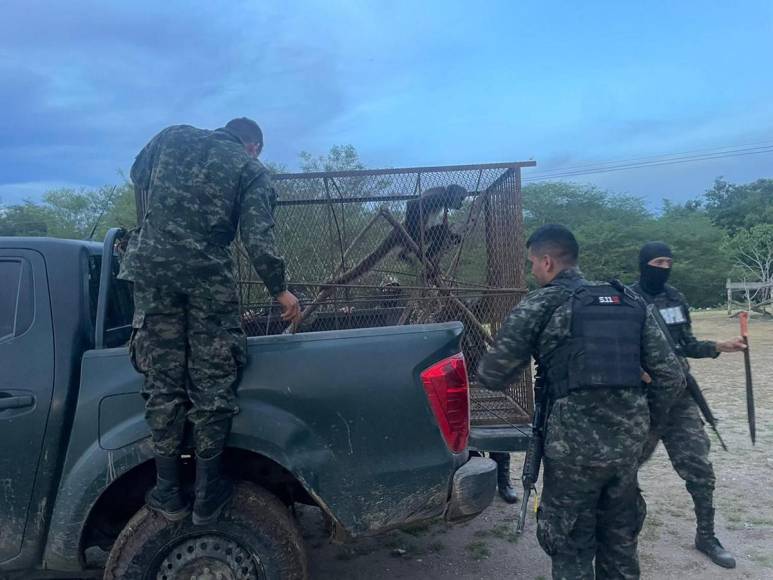 Rescatan a mono araña que iban a comercializar en Gualaco, Olancho