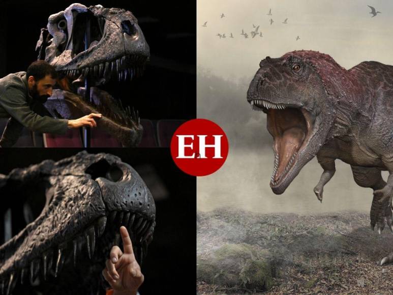 Meraxes Gigas, la nueva especie de dinosaurio de enorme cabeza y pequeños brazos