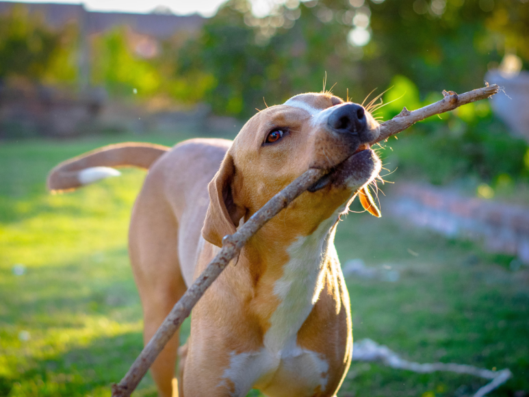 ¿Cómo funcionará el microchip que el gobierno planea colocar a las mascotas en Honduras?