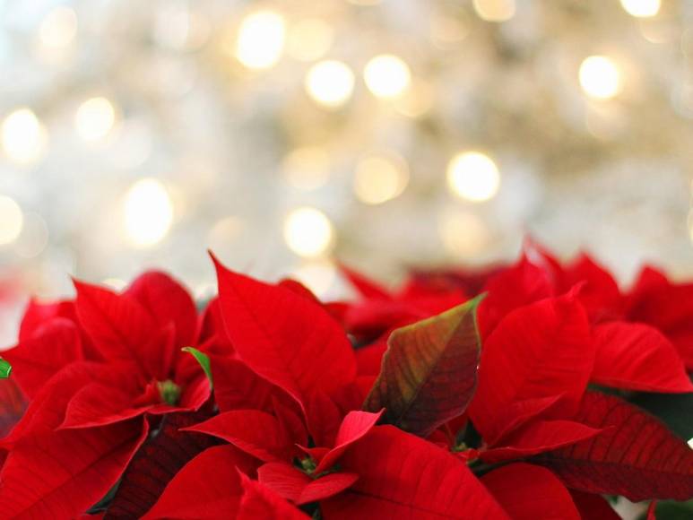 ¿Poinsettia? ¿Nochebuena? o ¿Pascuas? La flor símbolo de la Navidad